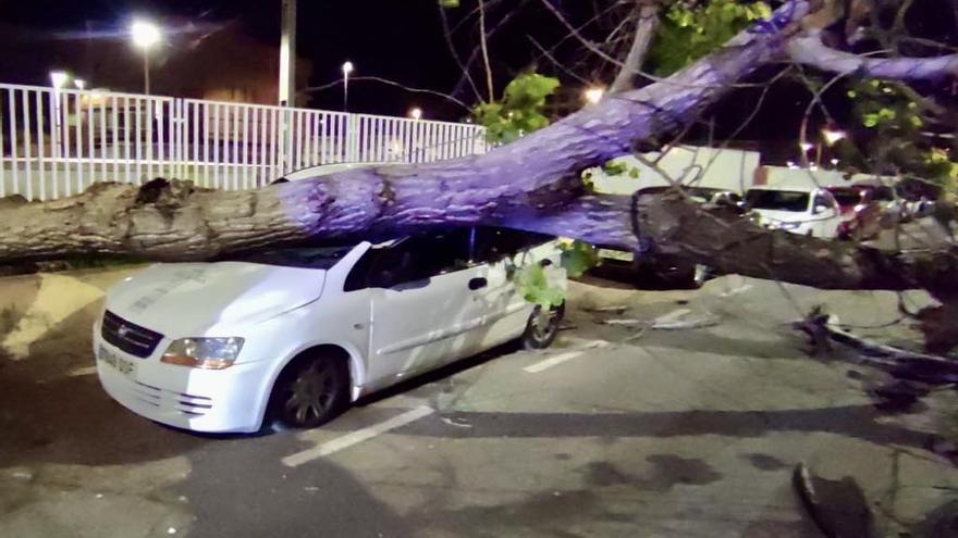Vientos de hasta 106 km/h provocan la caída de árboles en la Ribera