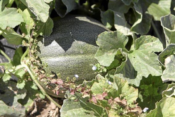 Nur auf guten Böden können gesunde Pflanzen wachsen und süße Melonen reifen. Ein Besuch zur Erntezeit auf Sa Teulera, einem Biohof bei Petra.