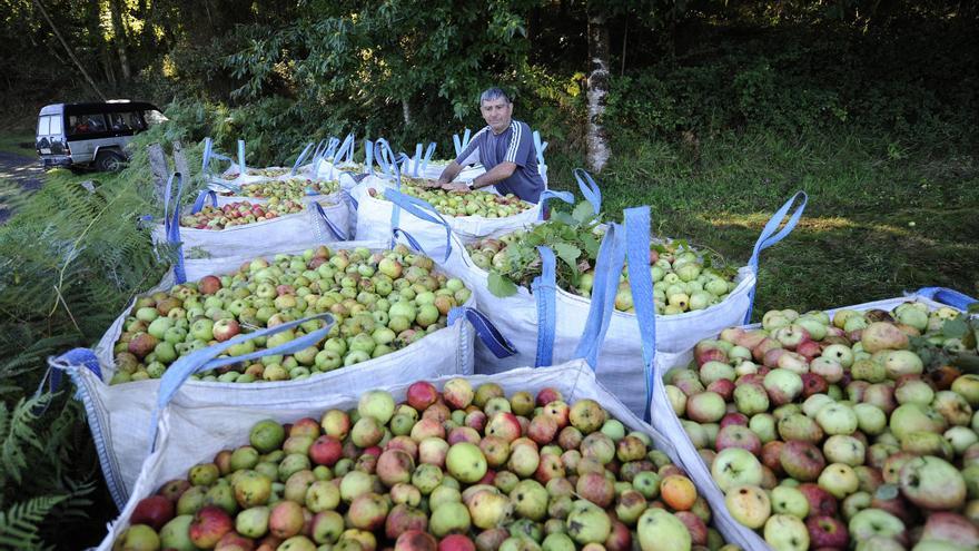 Maestra crea un centro de acopio y limpieza con departamento de calidad para manzana estradense