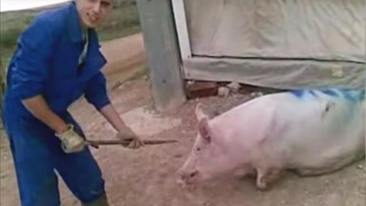 Fotograma de un video sobre el maltrato animal