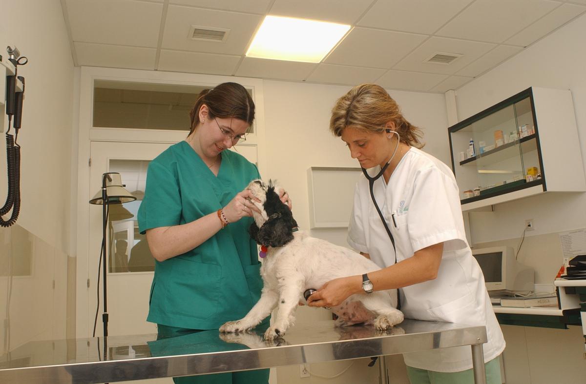 El cuidado de animales conlleva responsabilidad y una serie de gastos como los de veterinario.