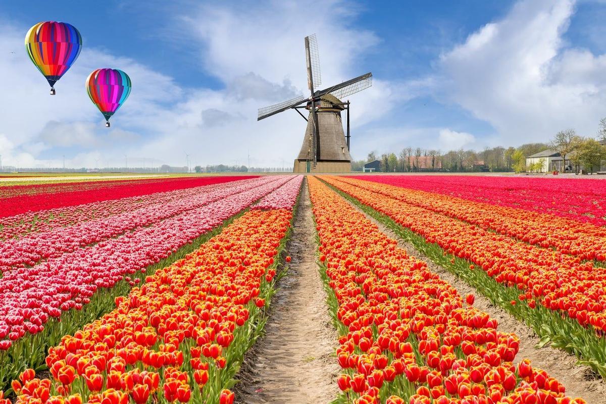 Campo de Tulipanes, Holanda