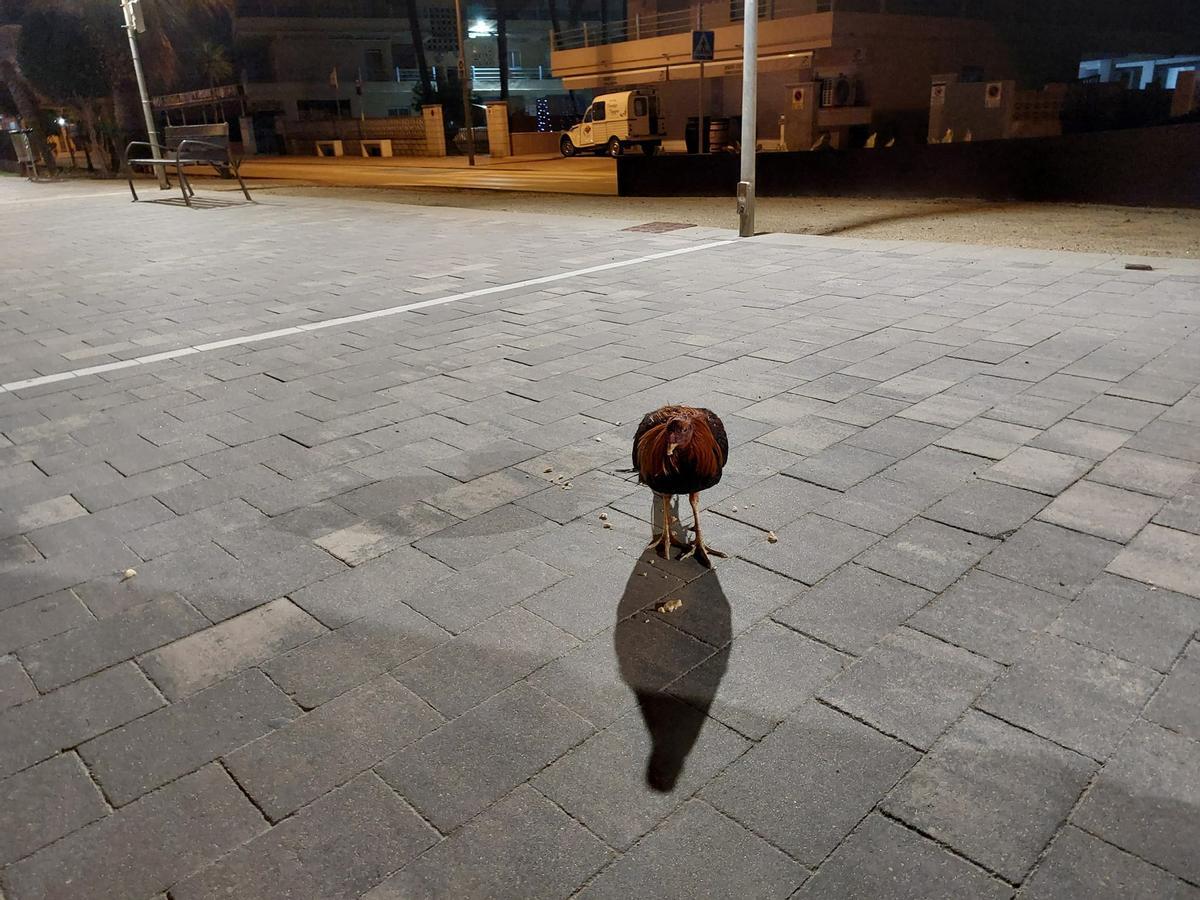 El animal, en la avenida de la Marina de la playa de Tavernes cuando fue localizado