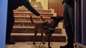 Un perro de la Guardia Civil registrando un sospechoso en una operación antidroga