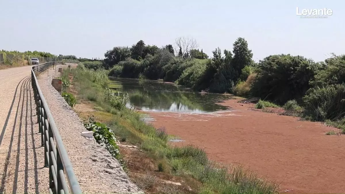 Una especie invasora coloniza de orilla a orilla un tramo de 800 metros del Xúquer en Fortaleny