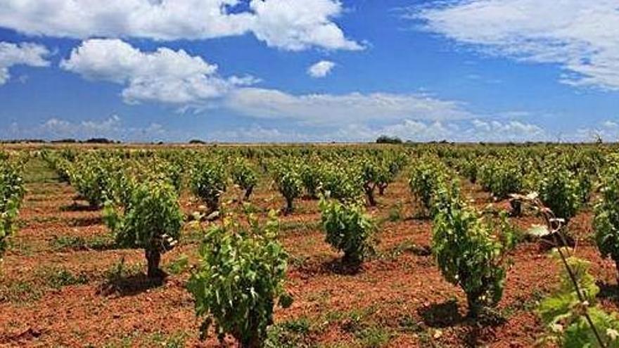 Viñas de pie franco que cultiva Terramoll situadas en el Pilar de la Mola.