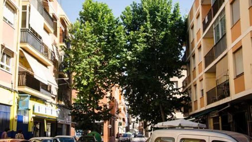 Los dos plátanos ubicados en la calle Gran Capitán de Villena.