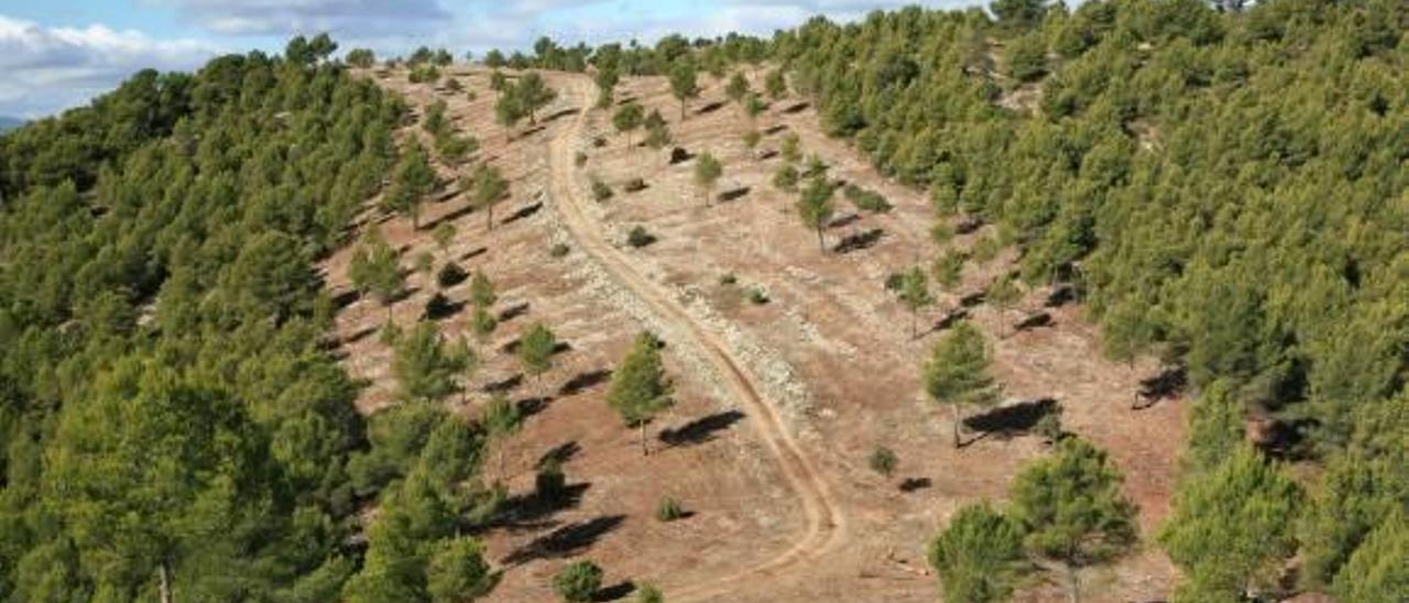 Medio Ambiente no ha acometido una sola obra en prevención de incendios en un año