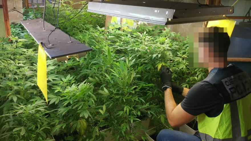 Desarticulada una plantación de marihuana en Telde