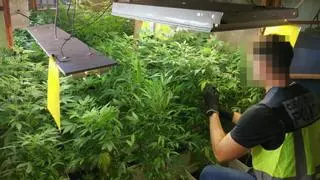 Tres detenidos por montar una plantación de marihuana en una finca de Telde