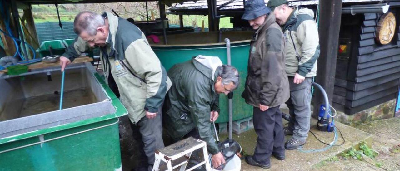 Miembros de la asociación de pescadores y técnicos de Medio Rural evacuan las truchas del centro.