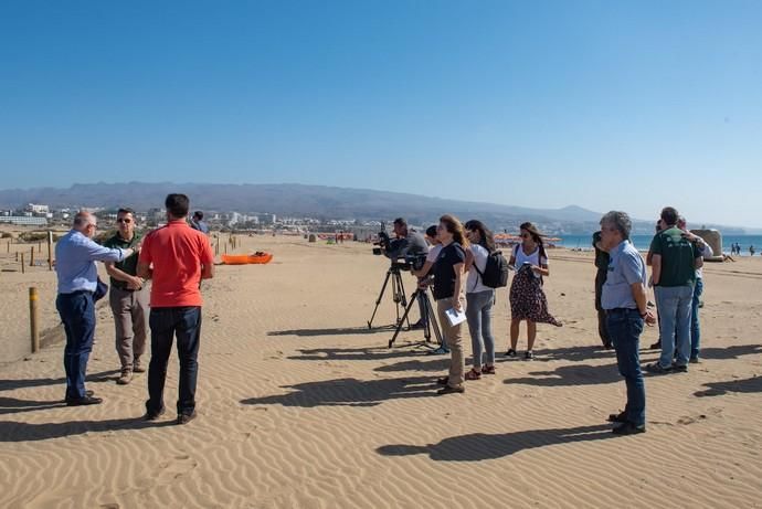 Segunda fase del proyecto de recuperación de las dunas de Maspalomas