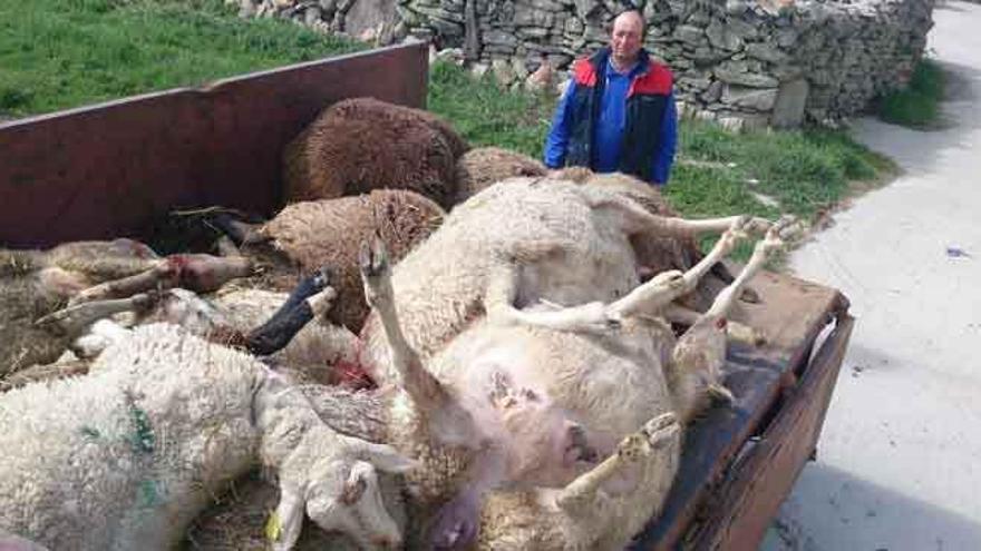 Ángel Herrero junto a las ovejas muertas subidas a un remolque para ser incineradas.