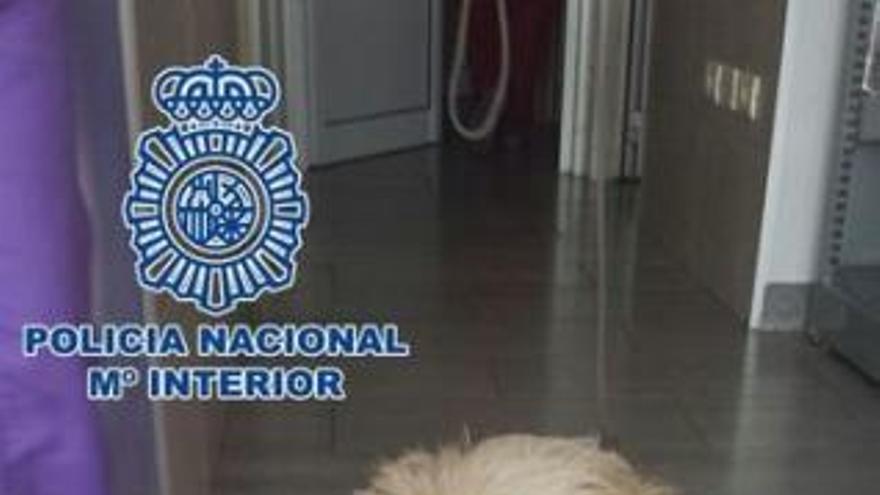 Detenido un joven en Gran Canaria por morder a un perro