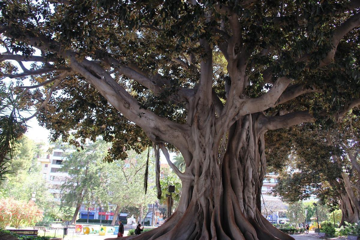 Tras la poda del ficus del Parterre, se acometerá la poda de otro ejemplar en la Glorieta.