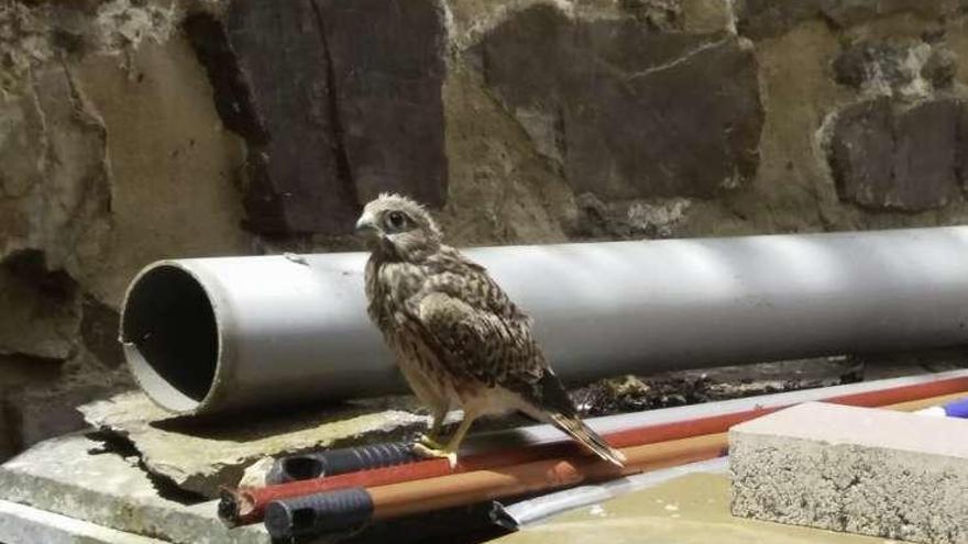 Medio Ambiente recoge un cernicalo que no podía volar y lo entrega al Centro de Recuperación de Aves