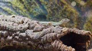 Lagartijas pitiusas: así son las nuevas crías del zoo de Barcelona
