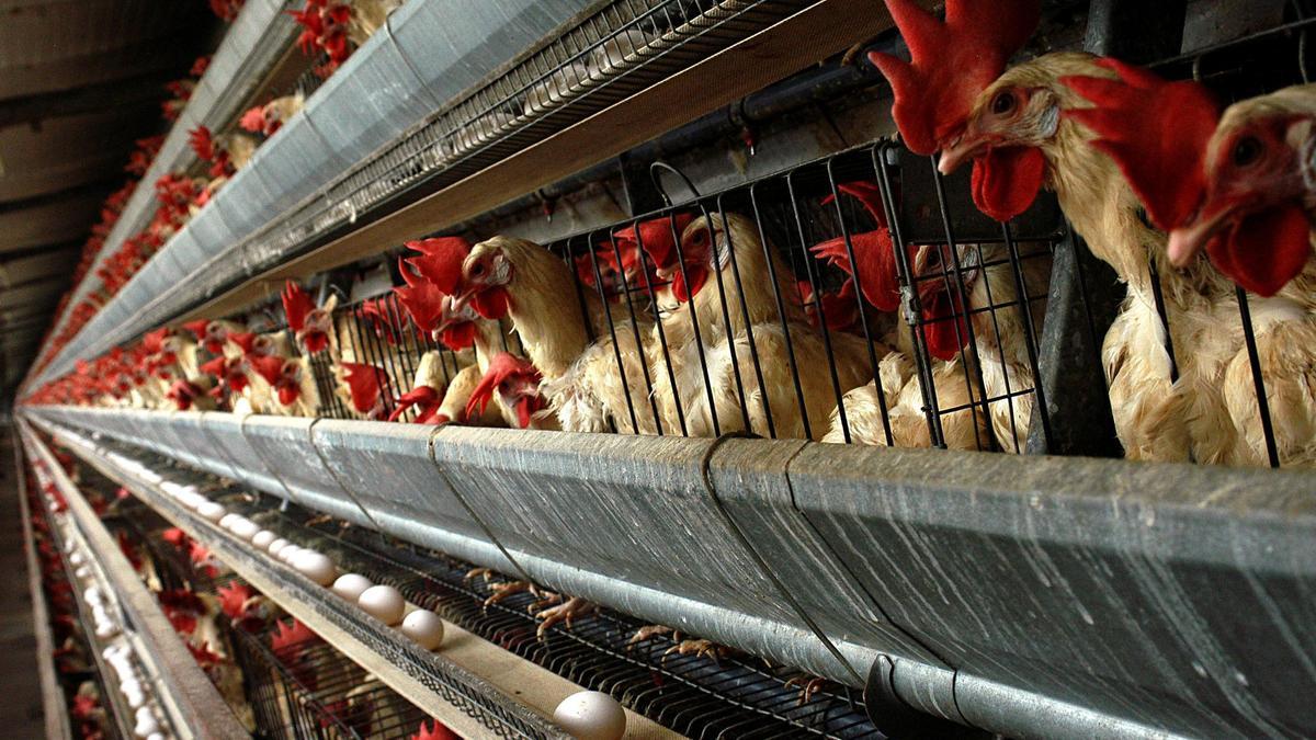 Gallinas en una explotación de huevos.