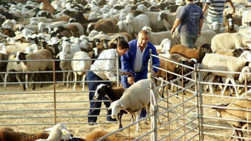 Trashumancia de las ovejas en la comarca de Aliste