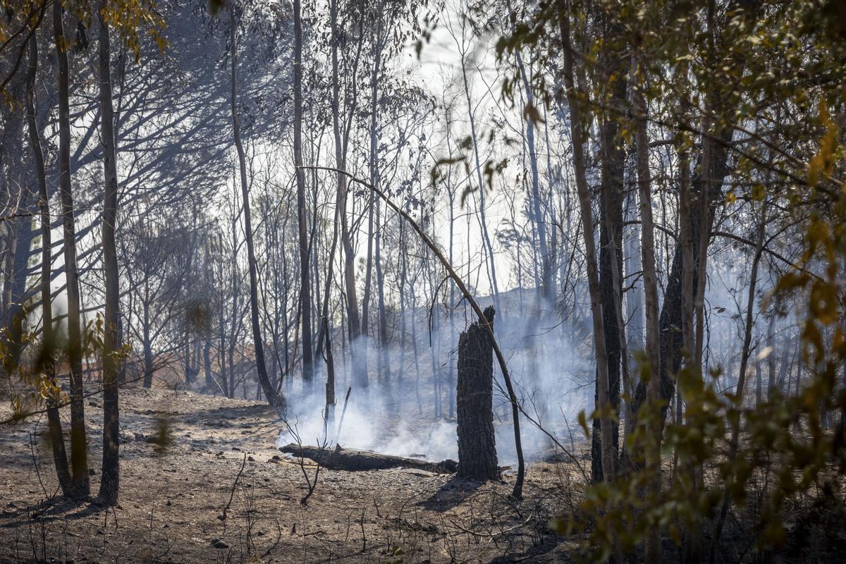 Zona quemada por el incendio forestal. Zona quemada por el incendio forestal.