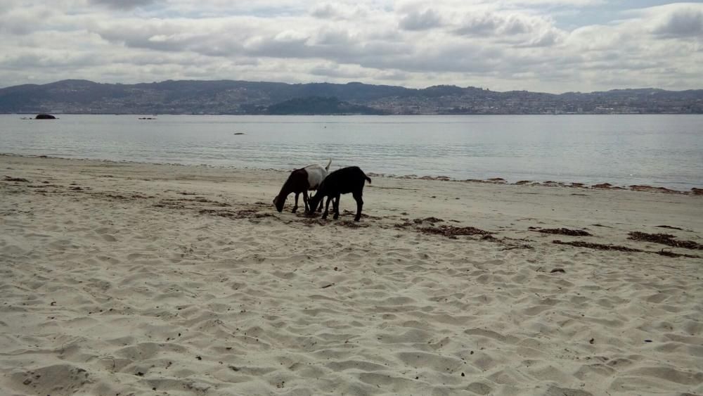 Cabras en la playa de Tirán