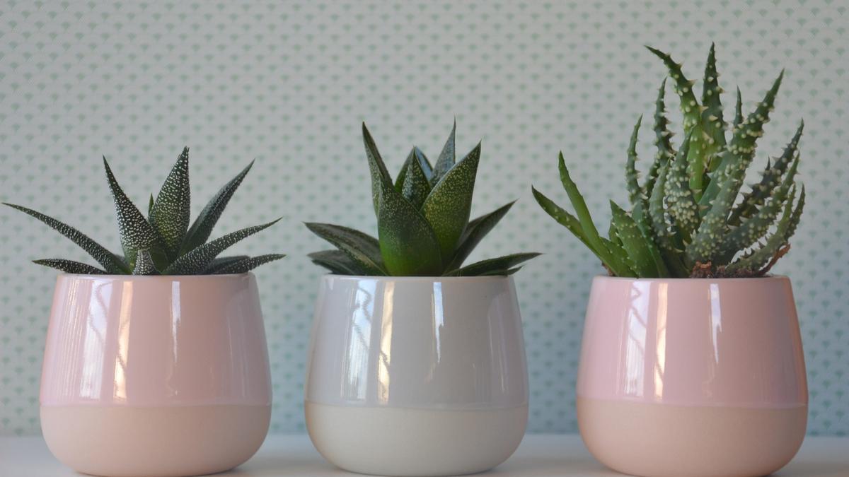 Decora tu casa con cactus, las plantas de moda y que menos cuidados necesitan