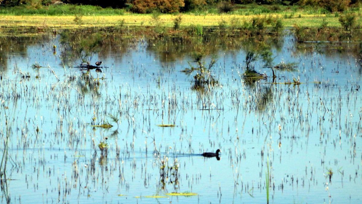 Un ocell a la zona de l'estany de Vilaüt