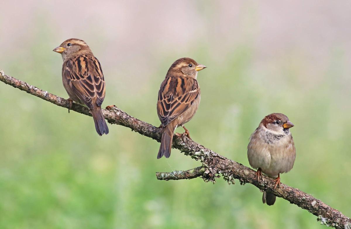 Tres exemplars de pardal comú