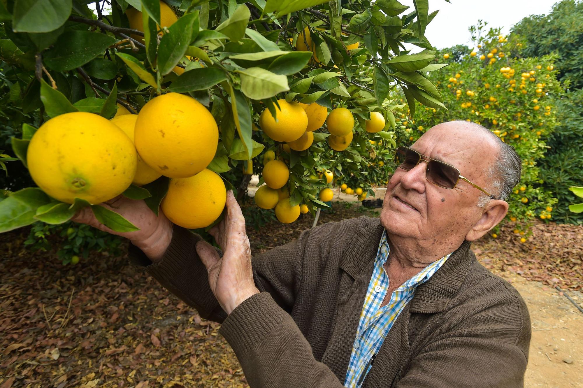 José Medina Rodríguez, en su finca de El Ejido