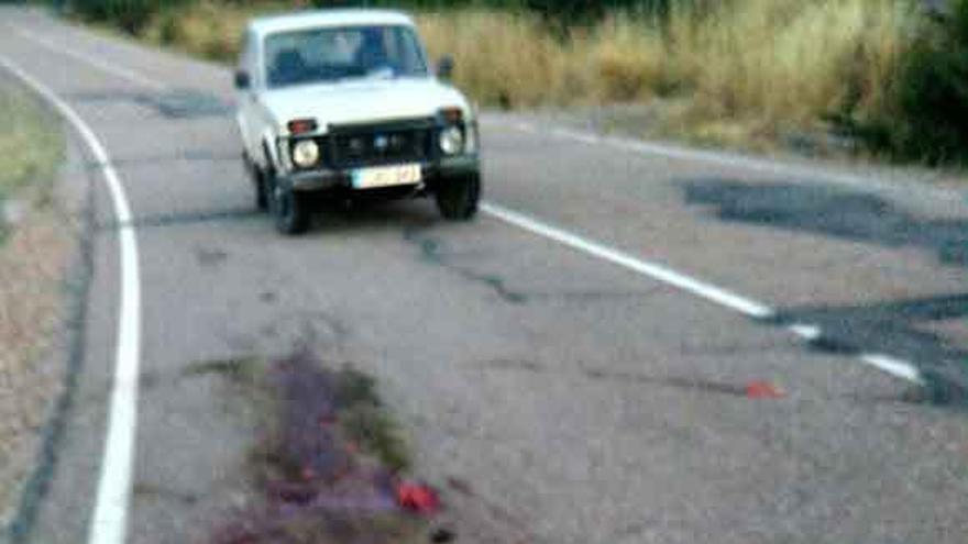 Un corzo atropellado en la carretera de Espadañedo.