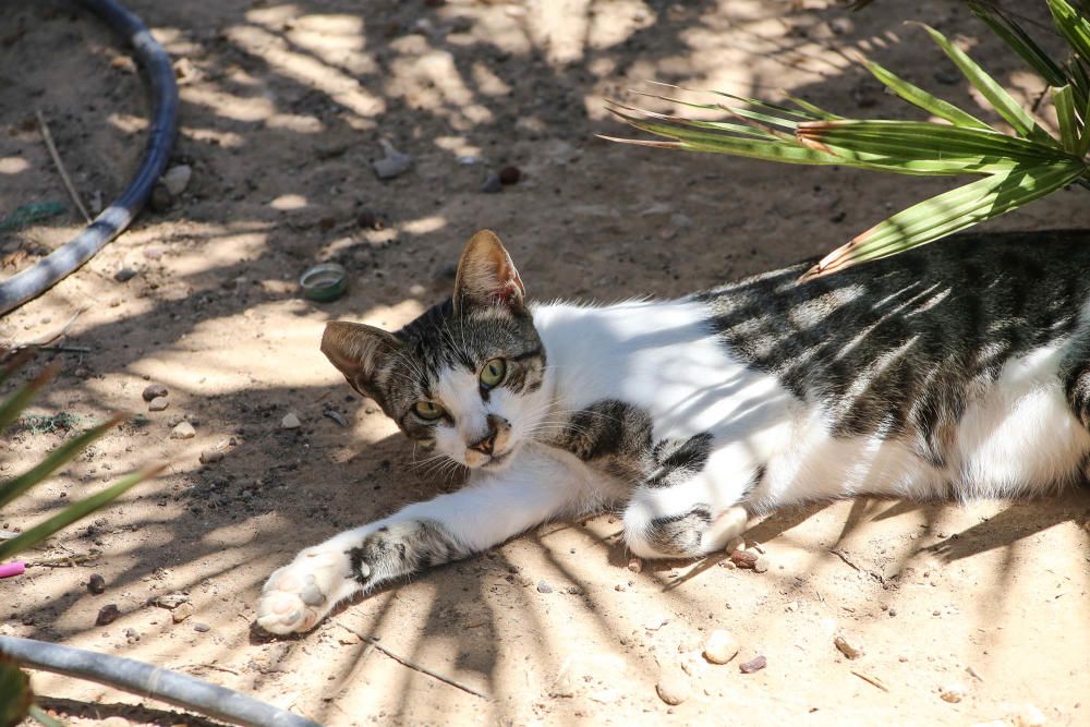 Gatos en Torrevieja