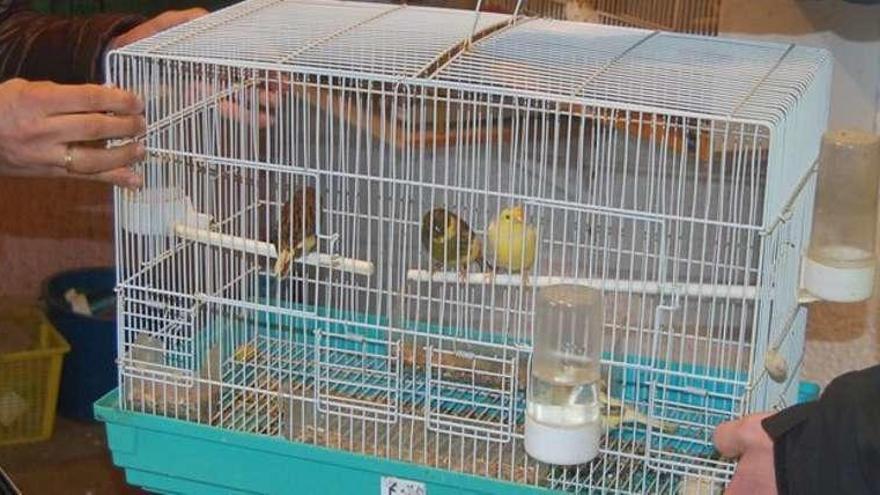 Algunos de los pájaros recuperados. // Guardia Civil