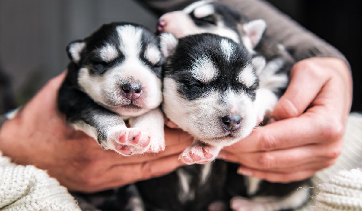 Aviso si vas a adoptar un cachorro: la ley prohíbe llevártelo a casa antes de los 2 meses