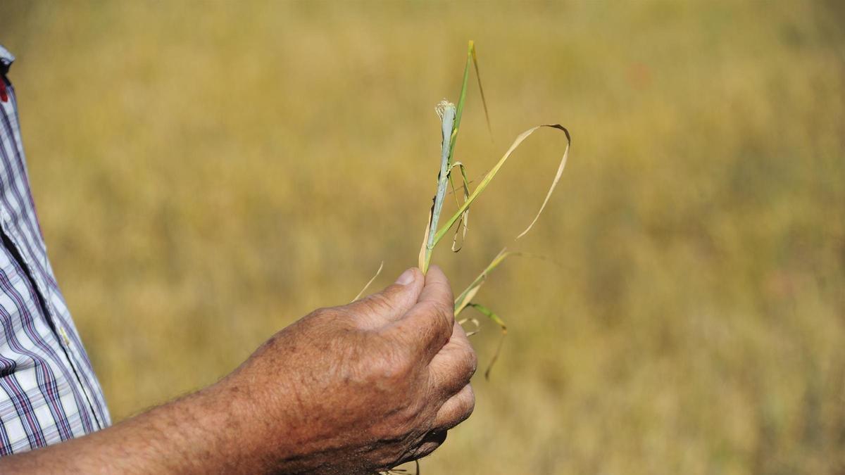 Un agricultor muestra los efectos de la sequía en el cereal de Cella.