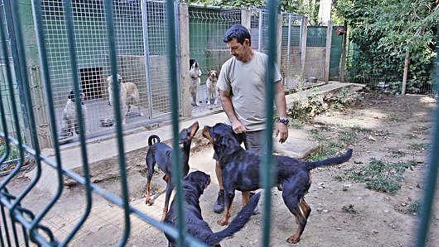 Alguns dels gossos acollits a la residència canina La Devesa de Girona, amb un treballador, ahir.