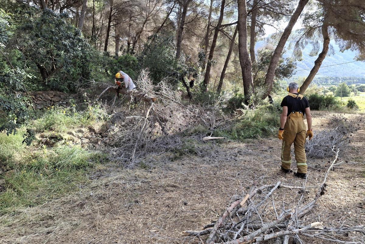 La masa forestal antes era impenetrable. Ahora, al retirarse los pinos secos y muertos, entra la luz