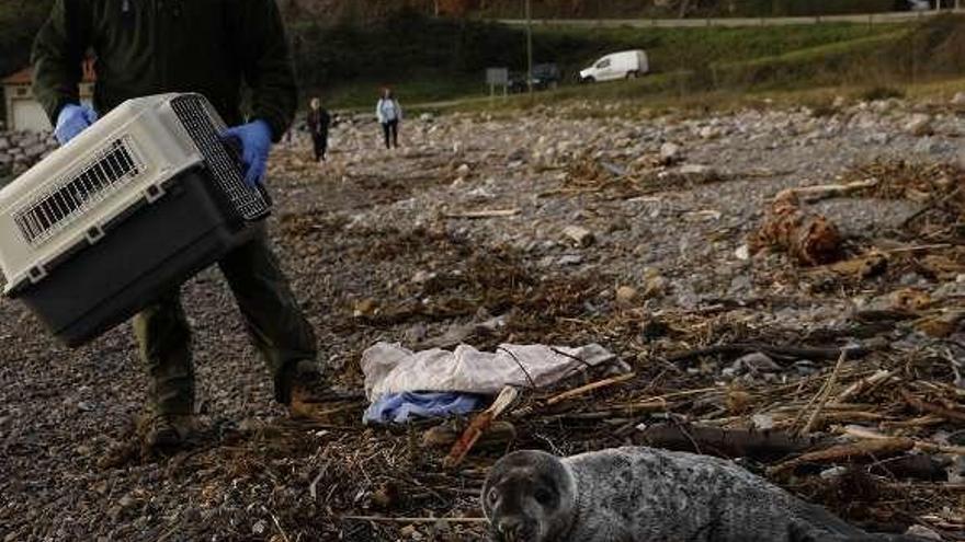 Un trabajador de la guardería del Principado se dispone a recoger la foca gris, ayer, en la playa del Arañón.