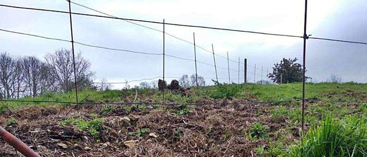 Estado de una finca tras el paso de los jabalíes.