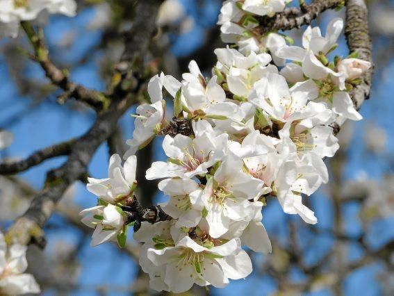 Mandelblüte auf Mallorca