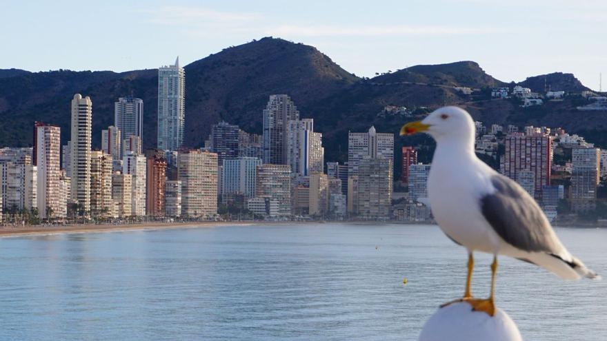 La torre del  Puerto y el éxito de Benidorm