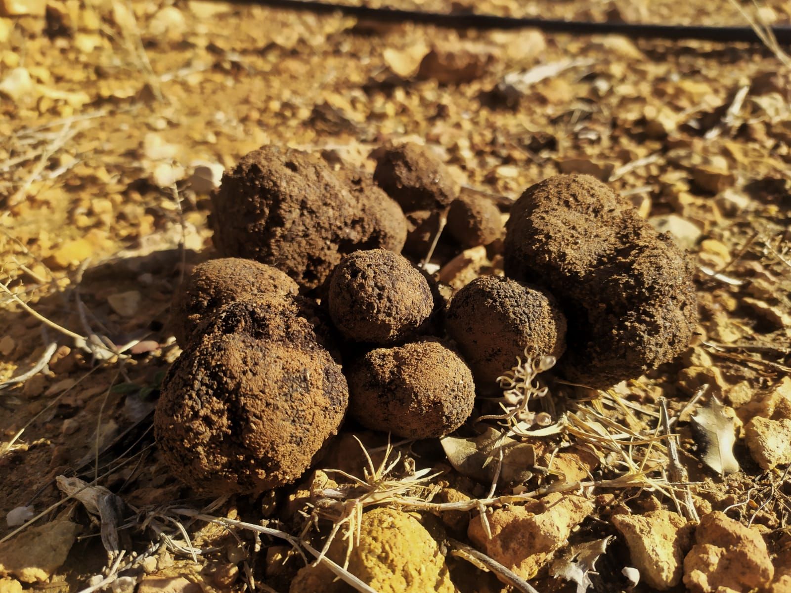 La truficultura invade la Serranía: una alternativa a los cultivos de serrano tradicionales