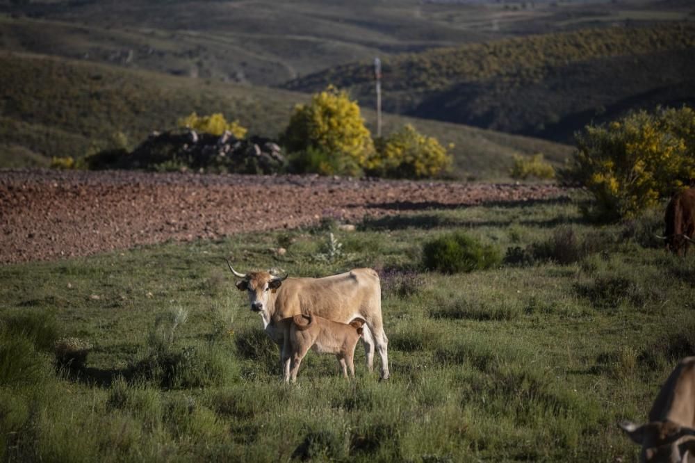 Buitres al acecho en Almaraz