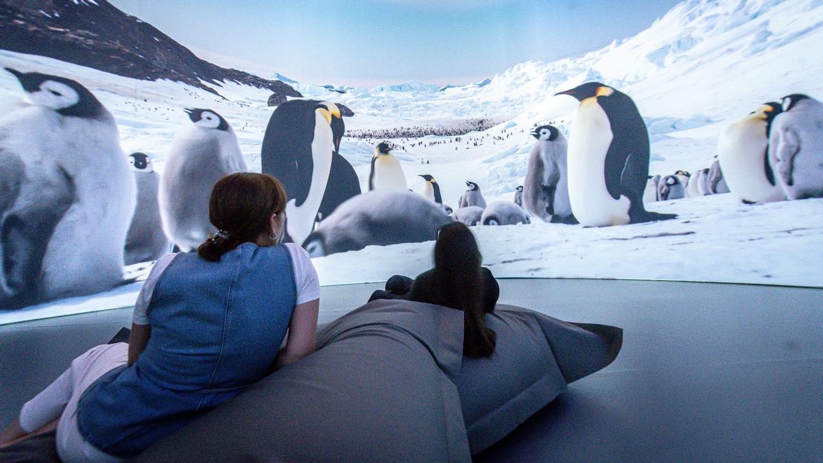 Llega Antarctica Experience,  exposición inmersiva en la Cúpula Arenas