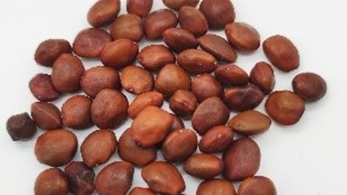 El Govern pide incluir el algarrobo ‘Granja’ en el registro de variedades comerciales