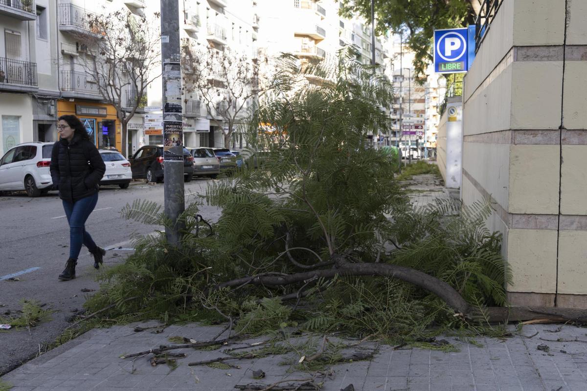 El temporal asociado a la borrasca Kristin ha dejado imágenes de impacto en Xàtiva, las rachas de viento han alcanzado niveles huracanados