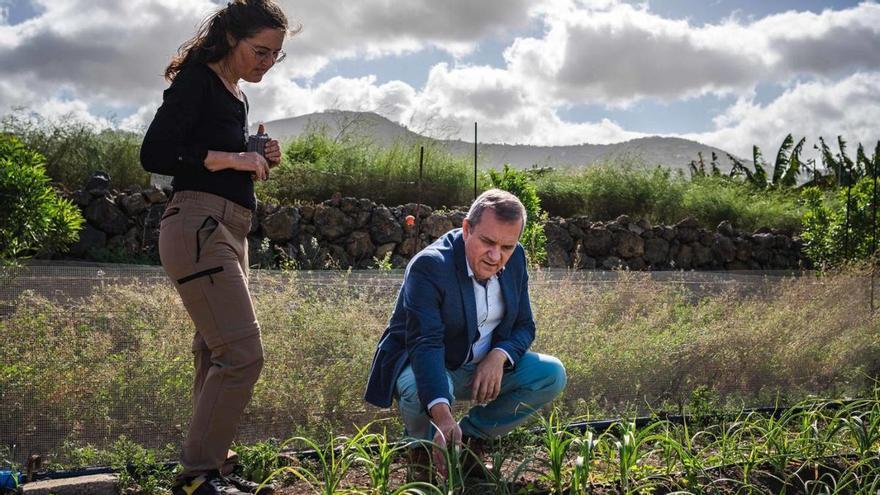 Valentín González, consejero de Sector Primario, analiza una ‘pared vegetal antiplagas’ en una finca de la Isla.
