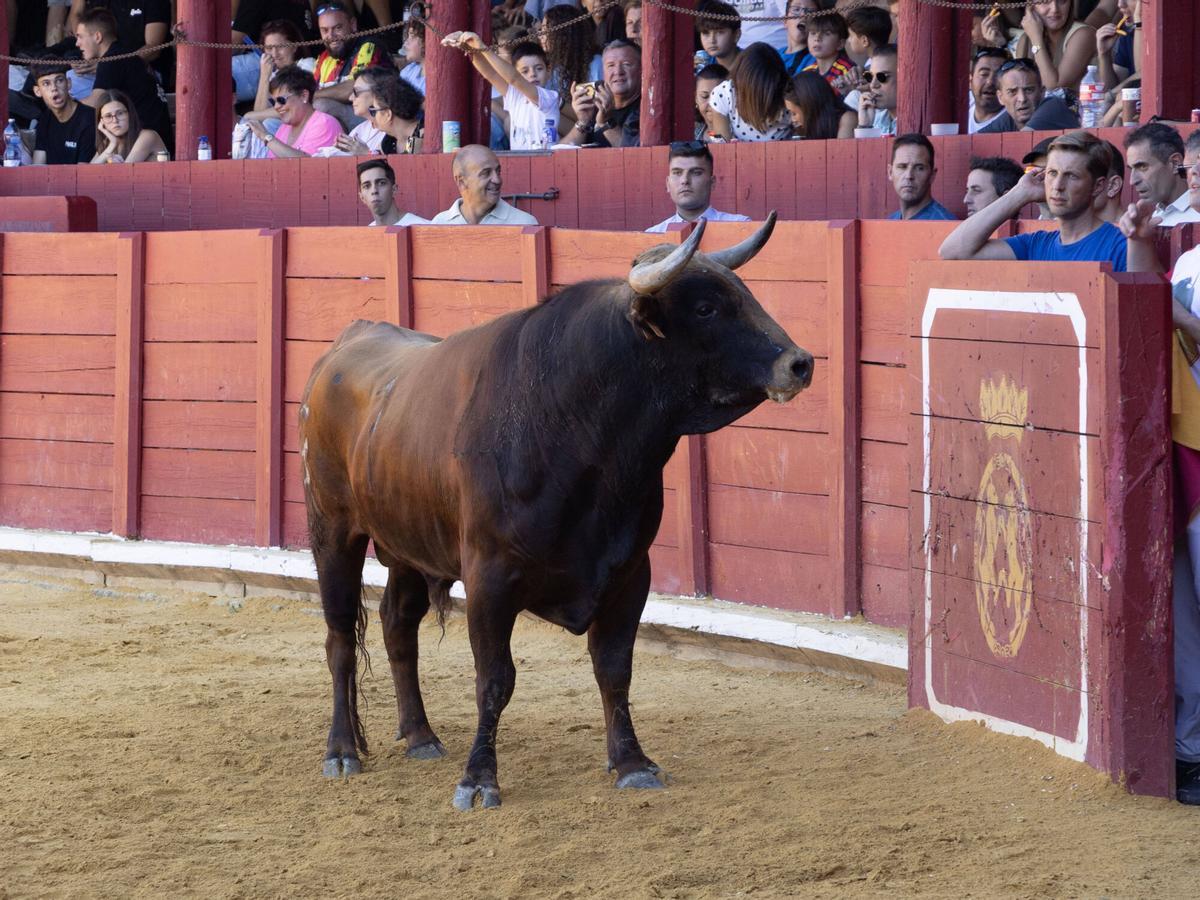 Concurso de cortes, Toro 2026