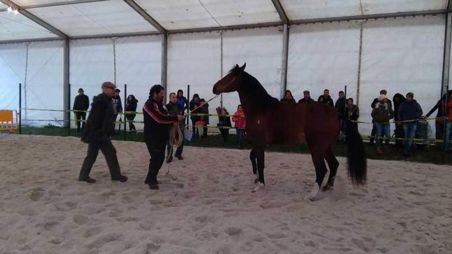 Uno de los caballos que participaron ayer en el concurso morfológico de Belmonte de Miranda.