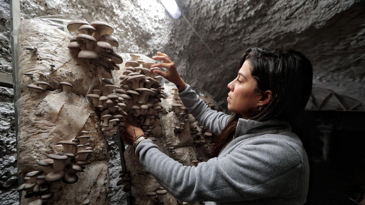 Florencia Fernández, de Setas La Bruja, galardonada con el Premio Agrojoven del Cabildo de Tenerife a la mejor iniciativa empresarial en el ámbito agrícola de la isla