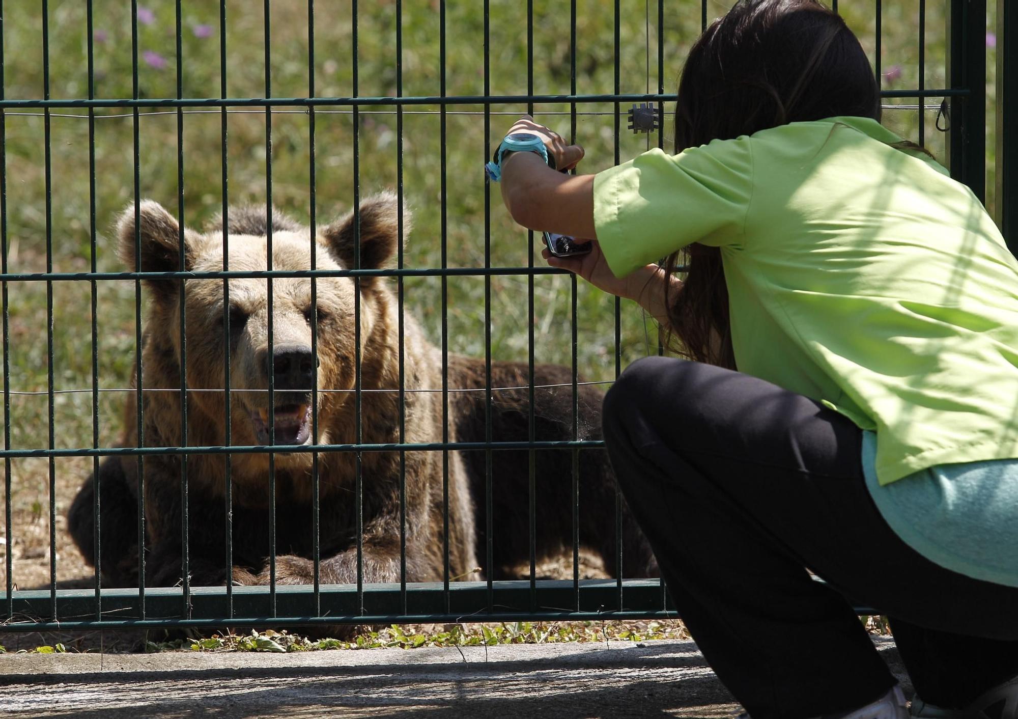 EN IMÁGENES: Así fue la vida de la osa "Paca" en el cercado de los Valles del Trubia